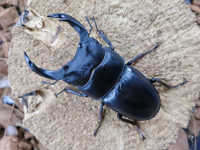 オオクワガタ佐賀県諸富産67ミリ