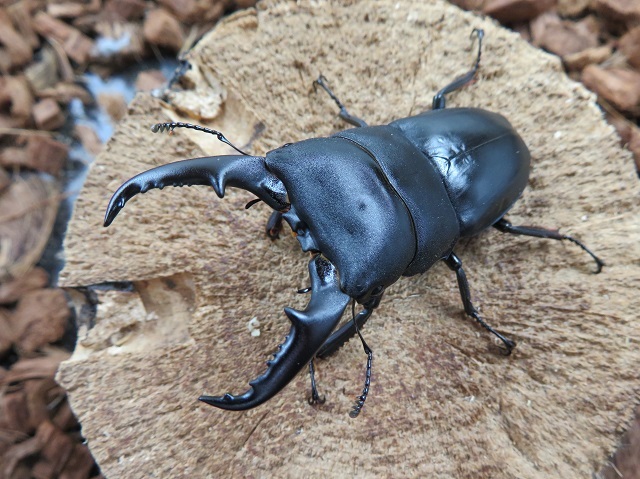 屋久島産ヒラタクワガタ69ミリ