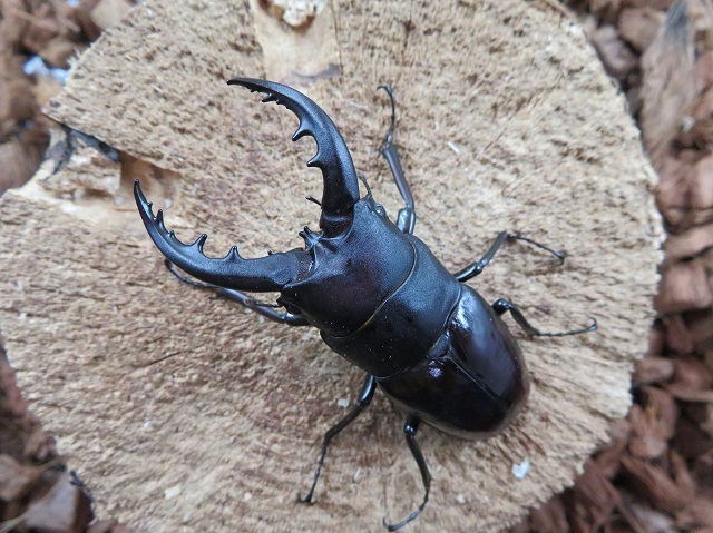クメジマノコギリクワガタ66ミリ