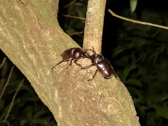 カブトムシの2匹のオス