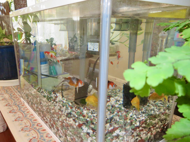 金魚の水槽