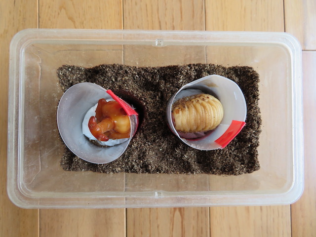 筒にカブトムシのサナギと前蛹を入れています