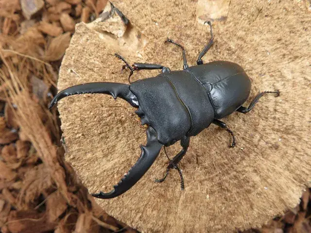 ゴトウヒラタクワガタ(小値賀島)65ミリ