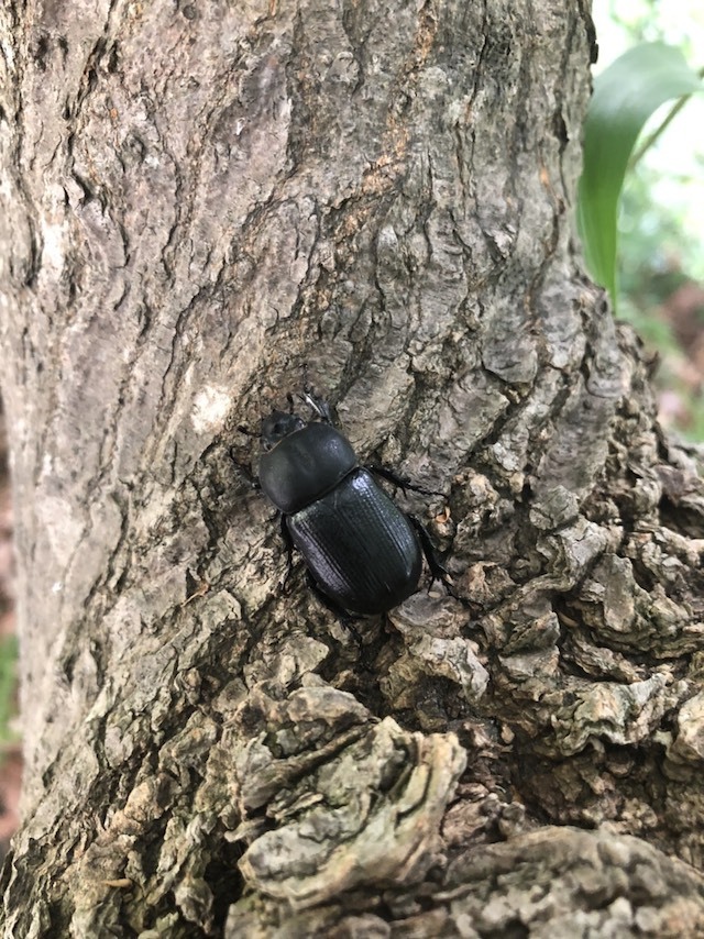 天然コカブトムシのオス