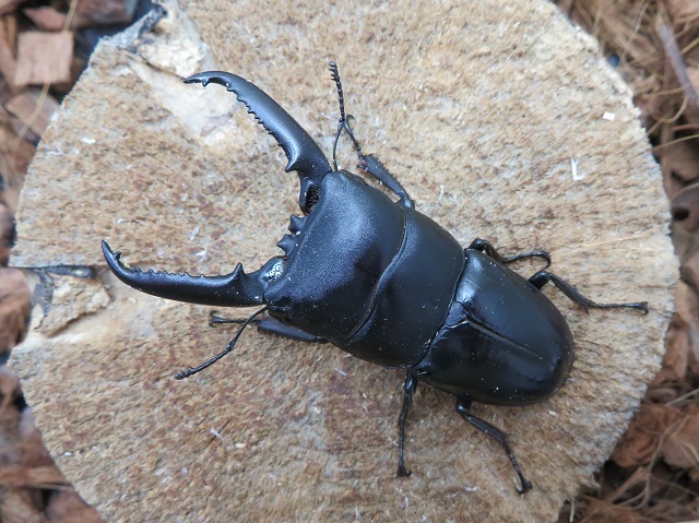 天然ツシマヒラタクワガタ68ミリ