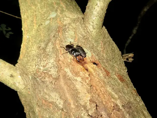 大きなコクワガタのペア