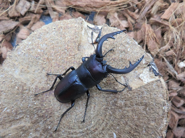 天然対馬産ノコギリクワガタ55ミリ