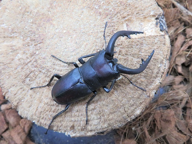 天然対馬産ノコギリクワガタ58ミリ