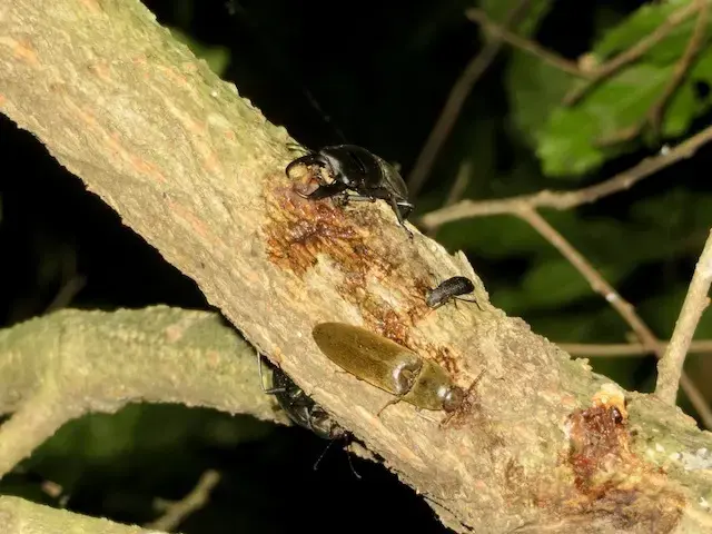 クヌギの樹液に集まるヒラタクワガタと昆虫たち