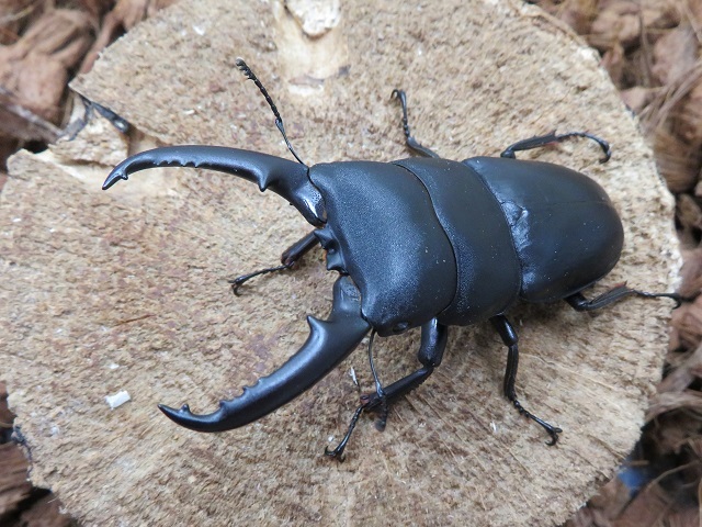 ゴトウヒラタクワガタ（小値賀島）74ミリ
