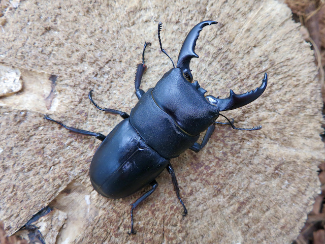 種子島産ヒラタクワガタ53ミリ