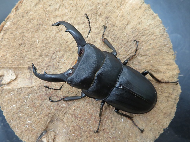 スジブトヒラタクワガタ（奄美大島）66ミリ