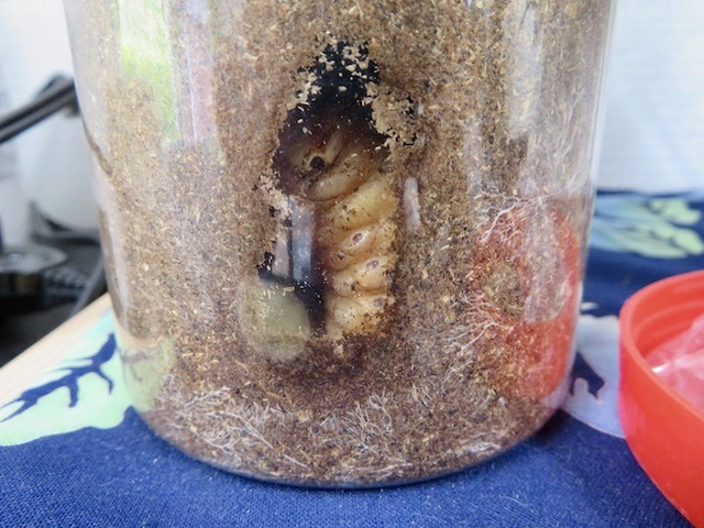 ブロー容器内のカブトムシの蛹室