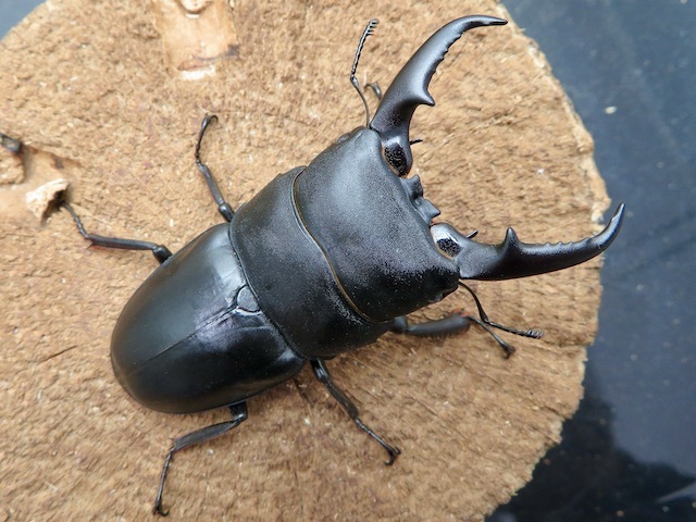 種子島産ヒラタクワガタ69ミリ