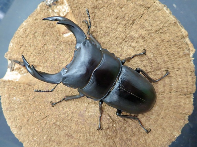 国産オオクワガタ福岡県久留米産67ミリ