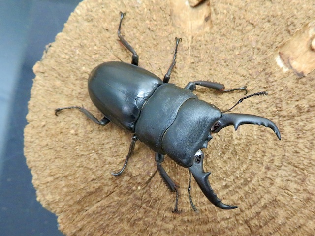 本土ヒラタクワガタ(熊本県益城産53ミリ)