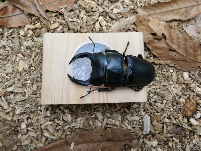 オオクワでの使用例