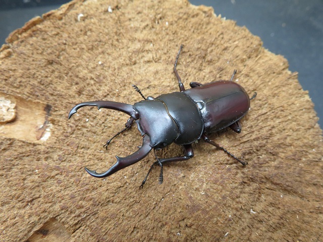 トカラコクワガタ49ミリ(訳あり)
