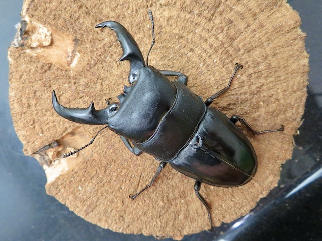 タカラヒラタクワガタ訳あり68ミリ