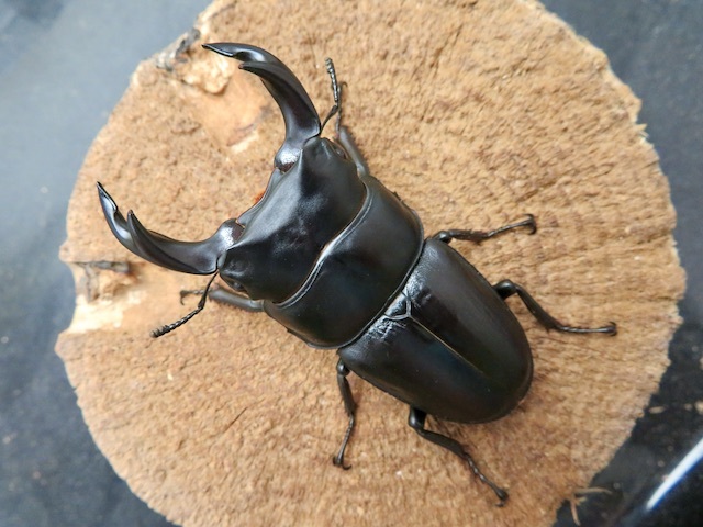 国産オオクワガタ大川市産68ミリペア販売 クワガタ工房 虫吉 国産オオクワガタ大川市産68ミリペア販売 クワガタ工房 虫吉