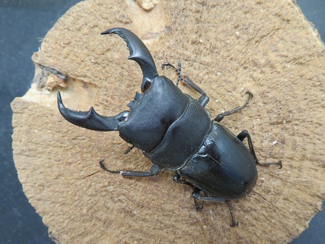 天然アマミヒラタクワガタ60ミリ