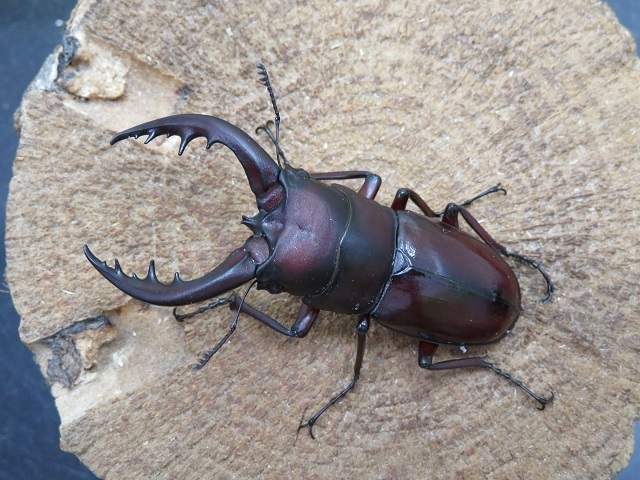 天然トクノシマノコギリクワガタ60ミリ（赤タイプ）