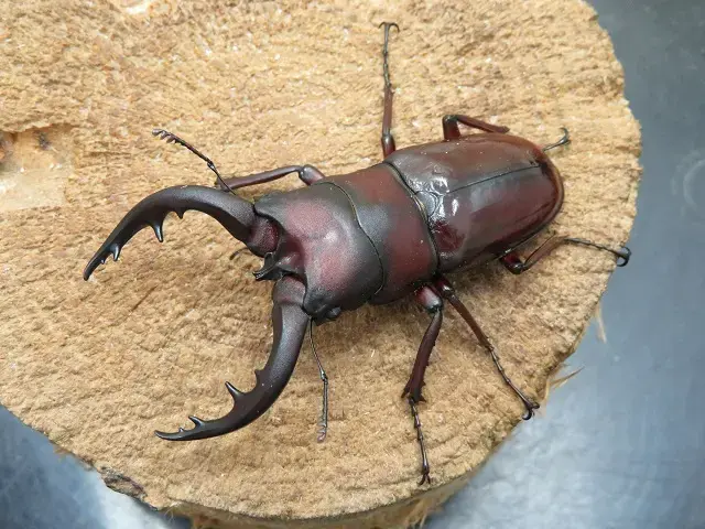 天然トクノシマノコギリクワガタ65ミリ(赤タイプ)