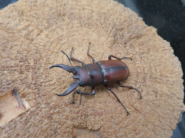 天然オキノエラブノコギリクワガタ35ミリ