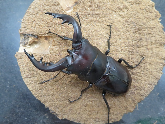 トクノシマノコギリクワガタ72ミリ（黒）