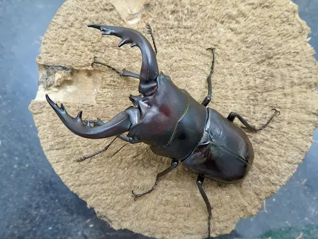 トクノシマノコギリクワガタの画像
