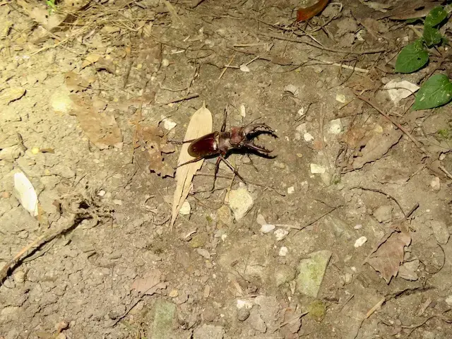 地面を歩く大型のミヤマクワガタのオス