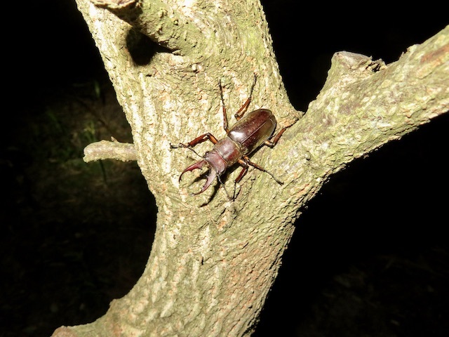 コナラの木で見かけた小型のミヤマクワガタのオス