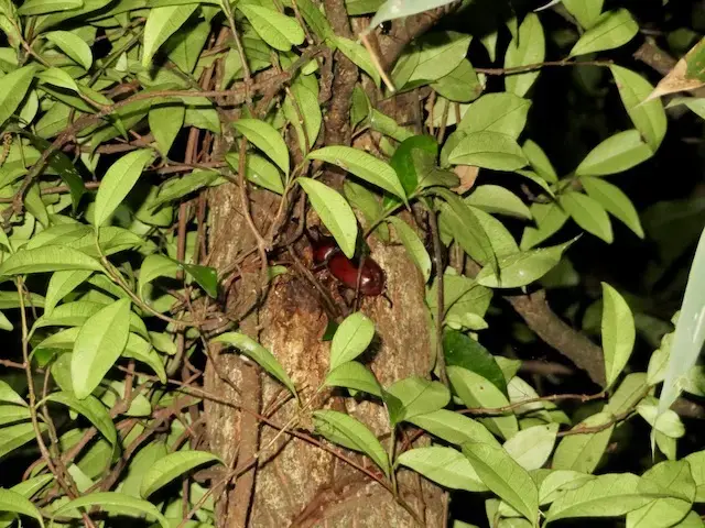クヌギの高い場所から出る樹液を吸うカブトムシのオス