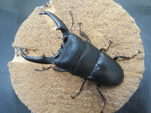 種子島産ヒラタクワガタ70ミリ