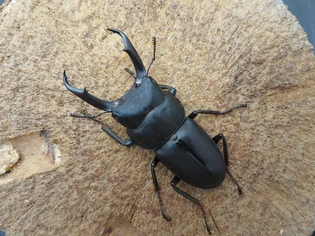 国産コクワガタ（福岡県福津市）48ミリ