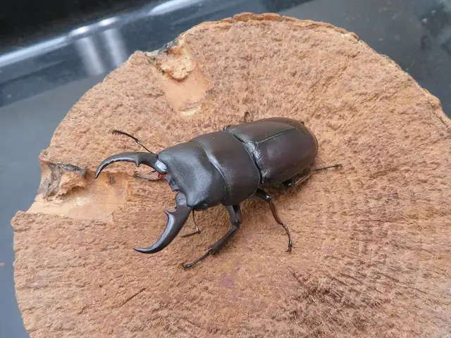 ダイトウヒラタクワガタの画像