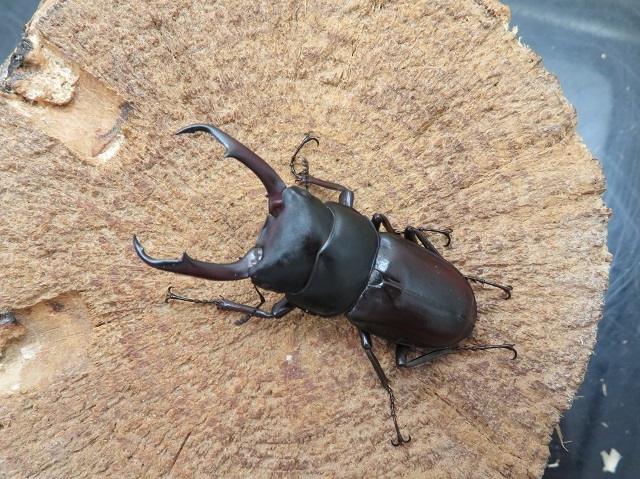 トカラコクワガタ50ミリ