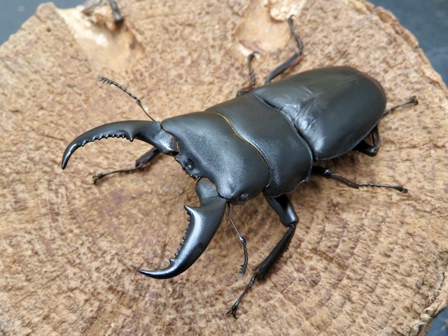 オキナワヒラタクワガタ68ミリ