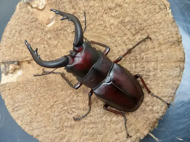 クチノエラブノコギリクワガタのオスの画像