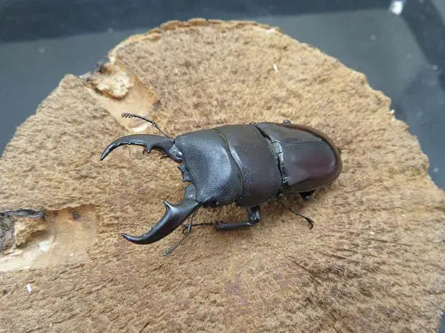 ダイトウヒラタクワガタ(南大東島)52ミリ
