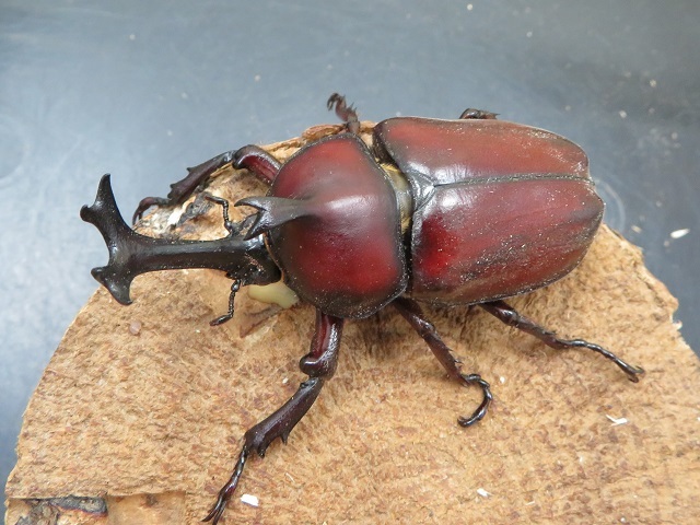 ヤクシマカブトムシ74ミリ
