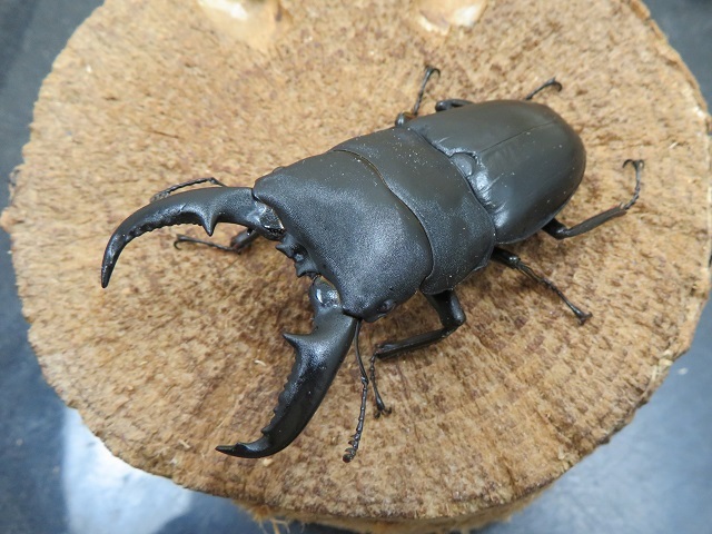 タカラヒラタクワガタ70ミリ