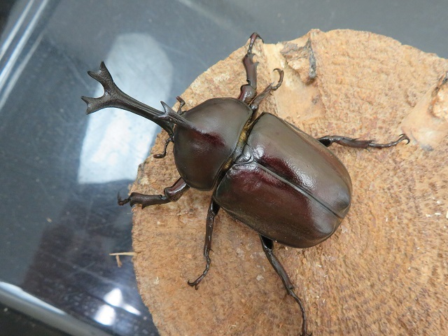 ツチヤカブトムシ65ミリ