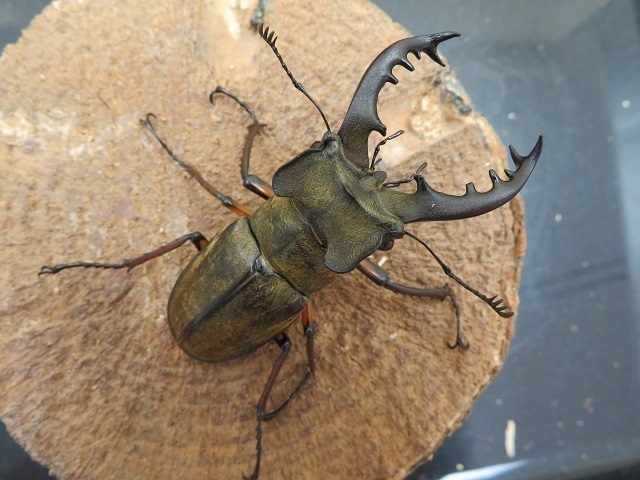 天然ミヤマクワガタ(宮崎県産)67ミリ