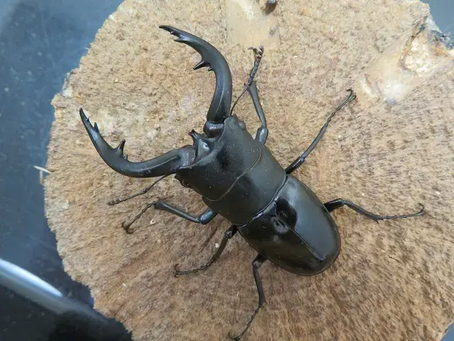 天然アマミノコギリクワガタ63ミリ