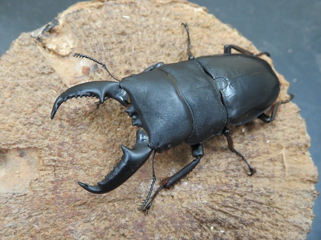 タカラヒラタクワガタ69ミリ