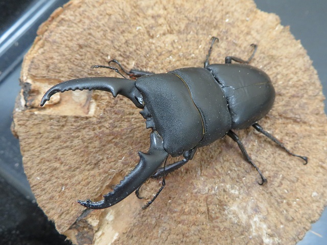 天然イキヒラタクワガタ71ミリ