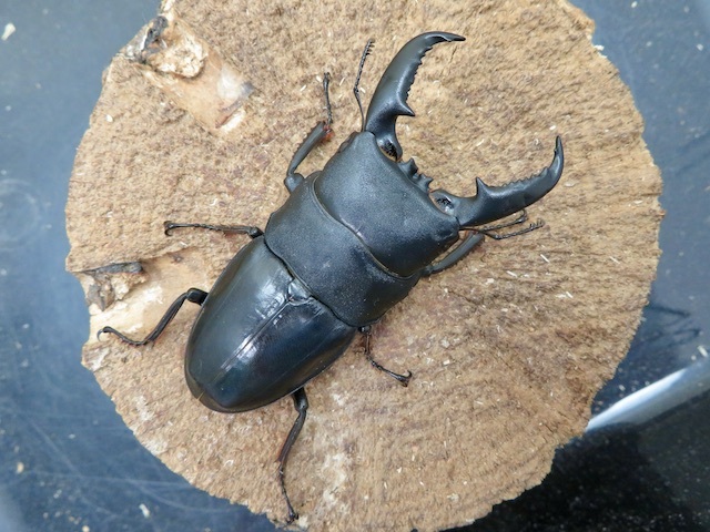 タカラヒラタクワガタ訳あり69ミリ
