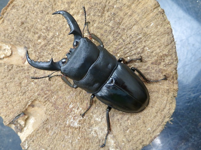 タカラヒラタクワガタ訳あり62ミリ