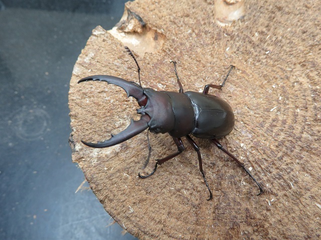 天然オキナワノコギリクワガタ48ミリ